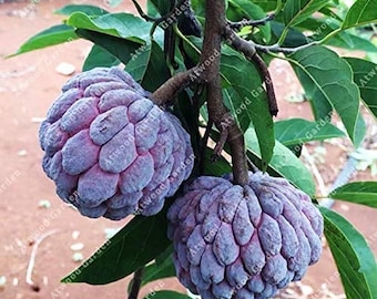 Ilama Pink Annona Grafted Tree - Etsy