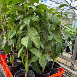May include: A close-up of a group of potted plants with green leaves in a red plastic crate. The plants are in a greenhouse setting.