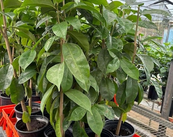 Tall Soursop Live Annona muricata (Guanabana) Tree 2 ft.
