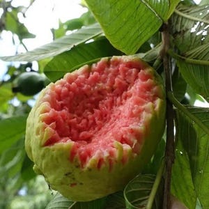 May include: A partially eaten guava fruit, showcasing a vibrant pink interior against a pale green exterior. The fruit is attached to a branch with large green leaves, suggesting a tropical setting. The texture of the fruit's flesh is clearly visible.