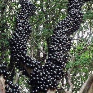 May include: A tree trunk covered in dark purple fruit. The fruit is clustered together, forming a thick layer on the trunk.