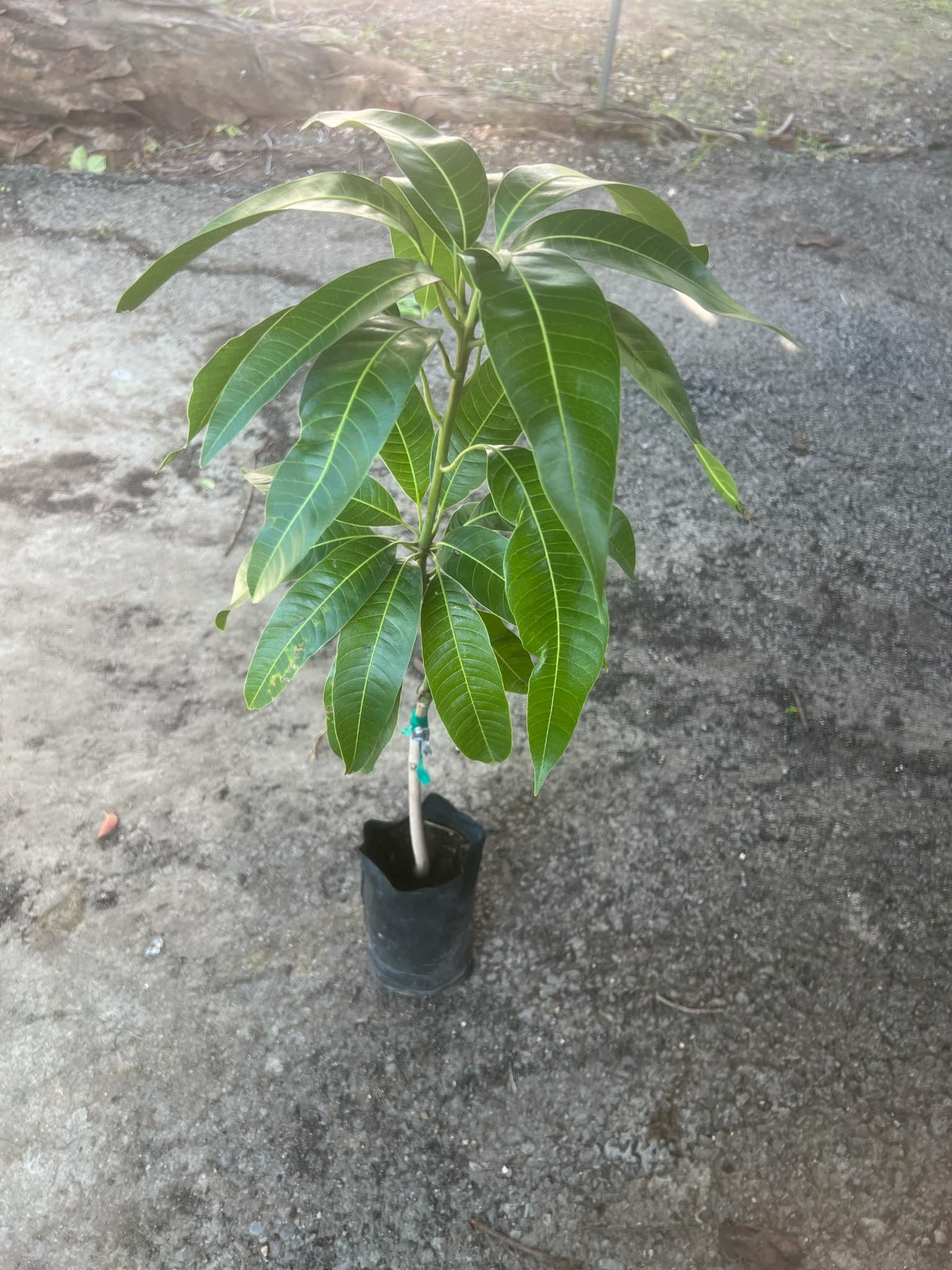 Giant Grafted Mango Keitt (mangifera Indica ) (mango Injerto