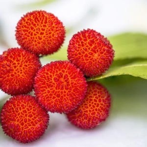 Big MADROÑO Live Frui Tree /arbutusunedo/ Strawberry Tree 2ft to 3ft - Etsy