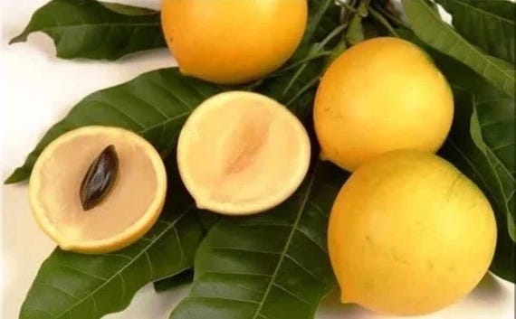 Abiu Fruit Tree: Yellow Caimito, Tropical Delight (10in to 24in