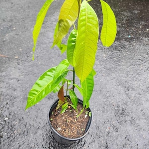 Mango MIYAZAKI /EGG Of The Sun/ Live Fruit Tree ( 12in To 24in) Seedling