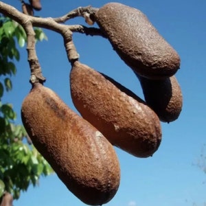 Tall Algarrobo /Ceratonia siliqua/ carob Live fruit tree (2-3ft plant)