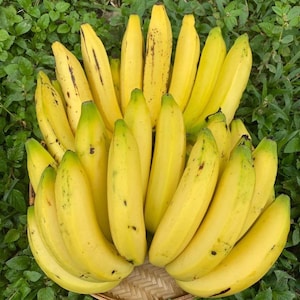 May include: A bunch of yellow bananas, some with brown spots, arranged in a basket. The bananas are ripe and ready to eat.