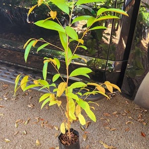 Tall Caimito Purple star apple /Chrysophyllum cainito/ Live Frui Tree 2-3ft