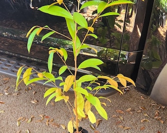 Tall Caimito Purple star apple /Chrysophyllum cainito/ Live Frui Tree 2-3ft