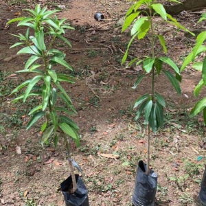 Giant Grafted MANILA Mango  (mangifera Indica)Fruit Live Tree (3-4ft) Plant arbol mango Injertado