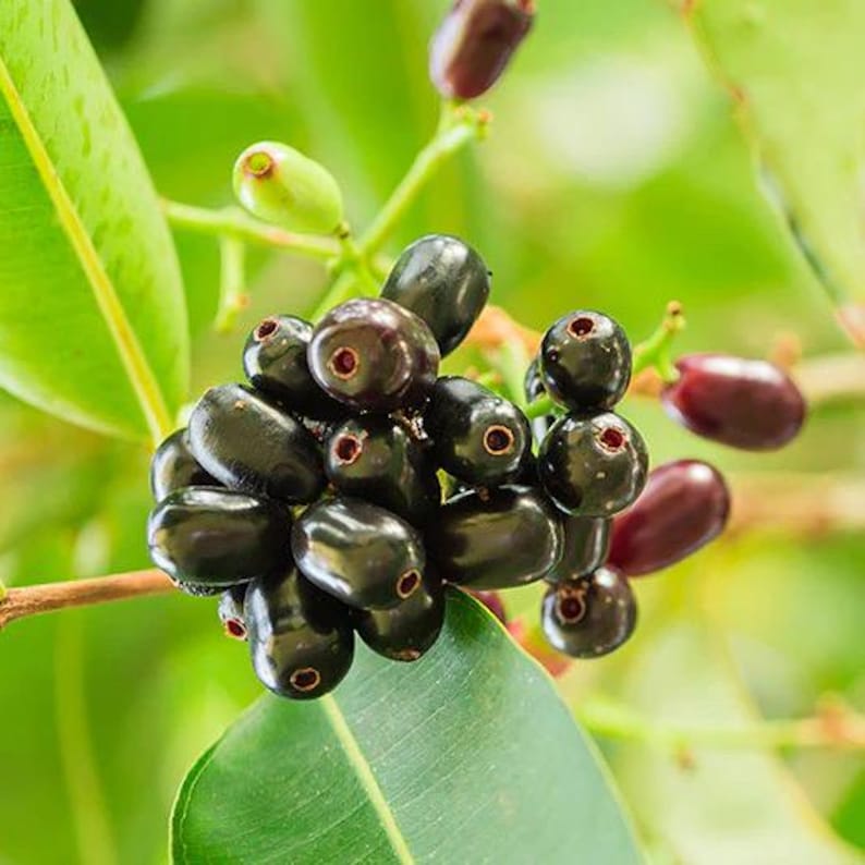 Jambolan/syzygium Cumini/ Luve Fruit Tree/ 10inch-24inch /plum Java ...