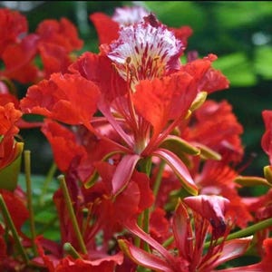 Red Flamboyan Tree /Delonix regia/ Royal Poinciana 1ft