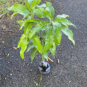 Giant Grafted Mango Julie Live Fruit Tree (3-4ft) Mangifera Indica arbol mango Injertado