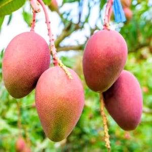 Giant Grafted Mango Ambika (MANGIFERA) Live Fruit Tree 3-4ft Arbol frutal de Mango Ambika