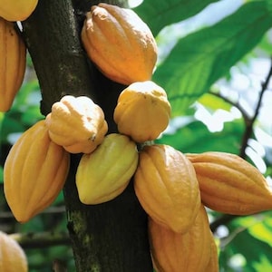 Live Cacao Tree: Yellow Tropical Chocolate Plant (10-24in)