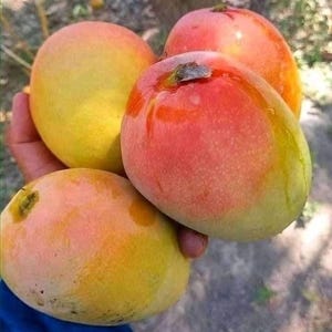 Big Grafted Mango Ambika (MANGIFERA) Live Fruit Tree 2-3ft Arbol frutal de Mango Ambika