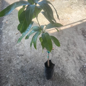 Big Grafted Lemon Zest Mango live fruit Tree (Mango Irwin Injerto). (2-3ft) mangifera indica