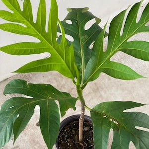 May include: A potted breadfruit tree with large, green leaves. The leaves have a distinctive, slightly jagged shape and are arranged in a symmetrical pattern around the stem.