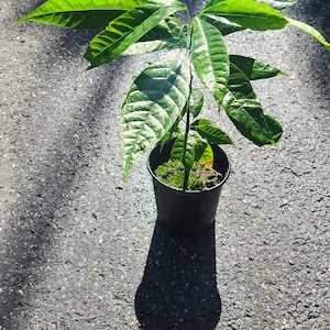 Cacao tropical live fruit Tree (Teobroma cacao) arbol de chocolate (12in to 24) plant