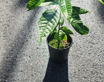 Cacao tropical live fruit Tree (Teobroma cacao) arbol de chocolate (12in to 24) plant