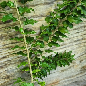 Ceylon Gooseberry Tree (plant)  (Dovyalis hebecarpa)10inch-24inch”