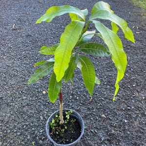 Grafted Mango Julie Live Fruit Tree (2ft) Mangifera Indica arbol mango Injertado