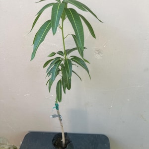 Grafted MANILA Mango  (mangifera Indica)Fruit Live Tree (2ft) Plant arbol mango Injertado