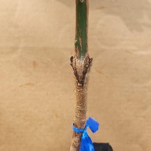 Grafted  Ataulfo Mango Live Fruit Tree (2ft) Mangifera Indica arbol de mango Injertado