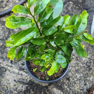 Soursop Live fruit Tree (Annona muricata) (Guanabana) (1-2ft)