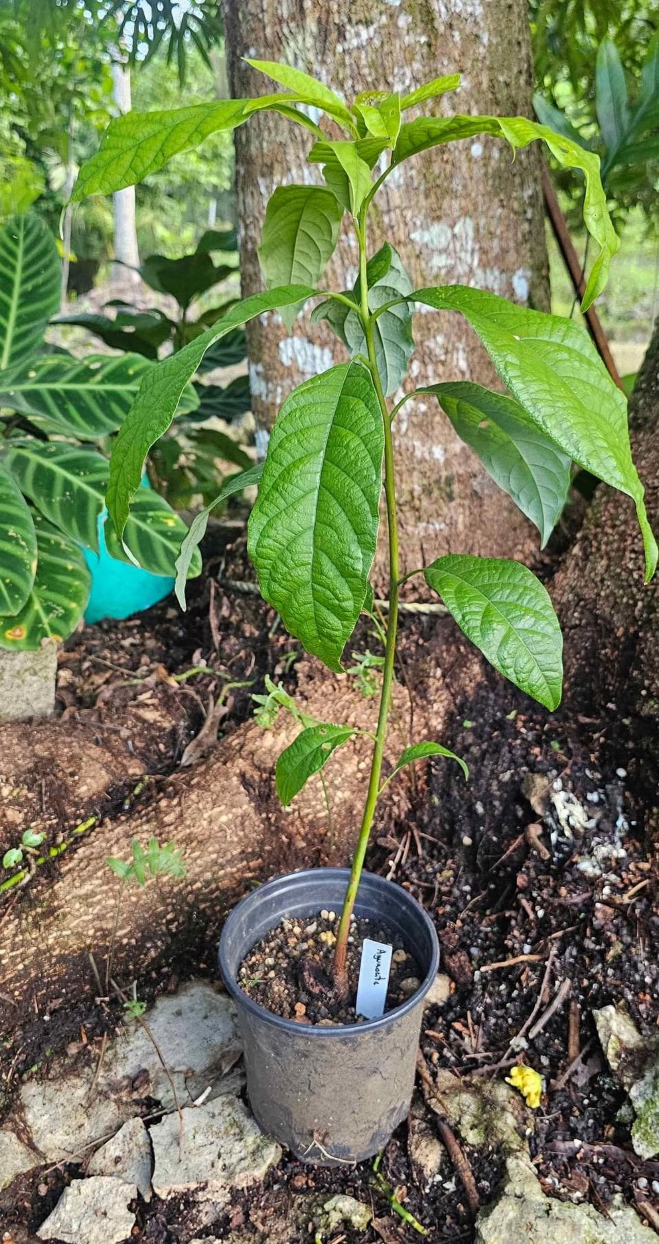 Tree Avocado CRIOLLO (perseamericana) Live Tree Fruit Cuello Largo  18inch-24 Aguacate Drymifolia - Etsy, image size:1290x2436