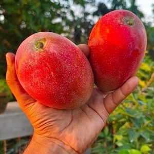Giant Big GRAFTED Mango MIYAZAKI /EGG Of The Sun/ Live Fruit Tree (3-4ft) arbol de mango injertado