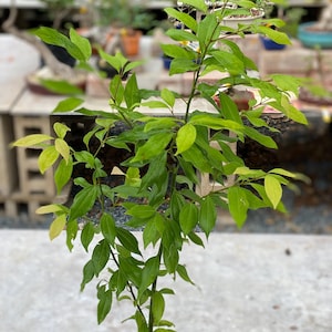 Big Cinnamon (Cinnamomum verum) Canela Live tropical tree (2-3ft) arbol de canela