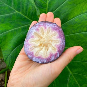 Purple star apple live fruit tree/ Chrysophyllum cainito/  12inch-24 (arbol de caimito)