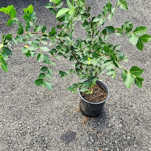 Big Barbados Cherry live fruit tree (Malpighia emarginata). (Acerola). 2-3 ft