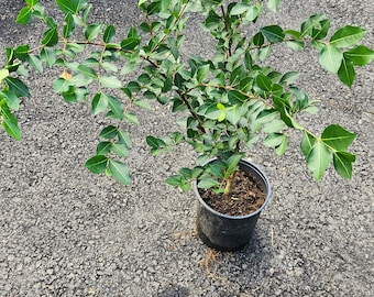 Big Barbados Cherry live fruit tree (Malpighia emarginata). (Acerola). 2-3 ft