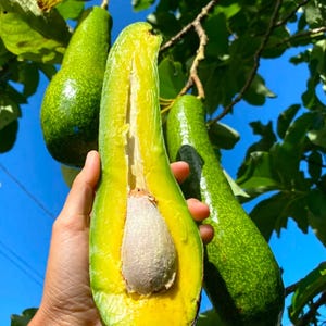 May include: A ripe avocado cut in half, revealing the seed and yellow flesh, hanging from a tree branch with two other whole avocados.