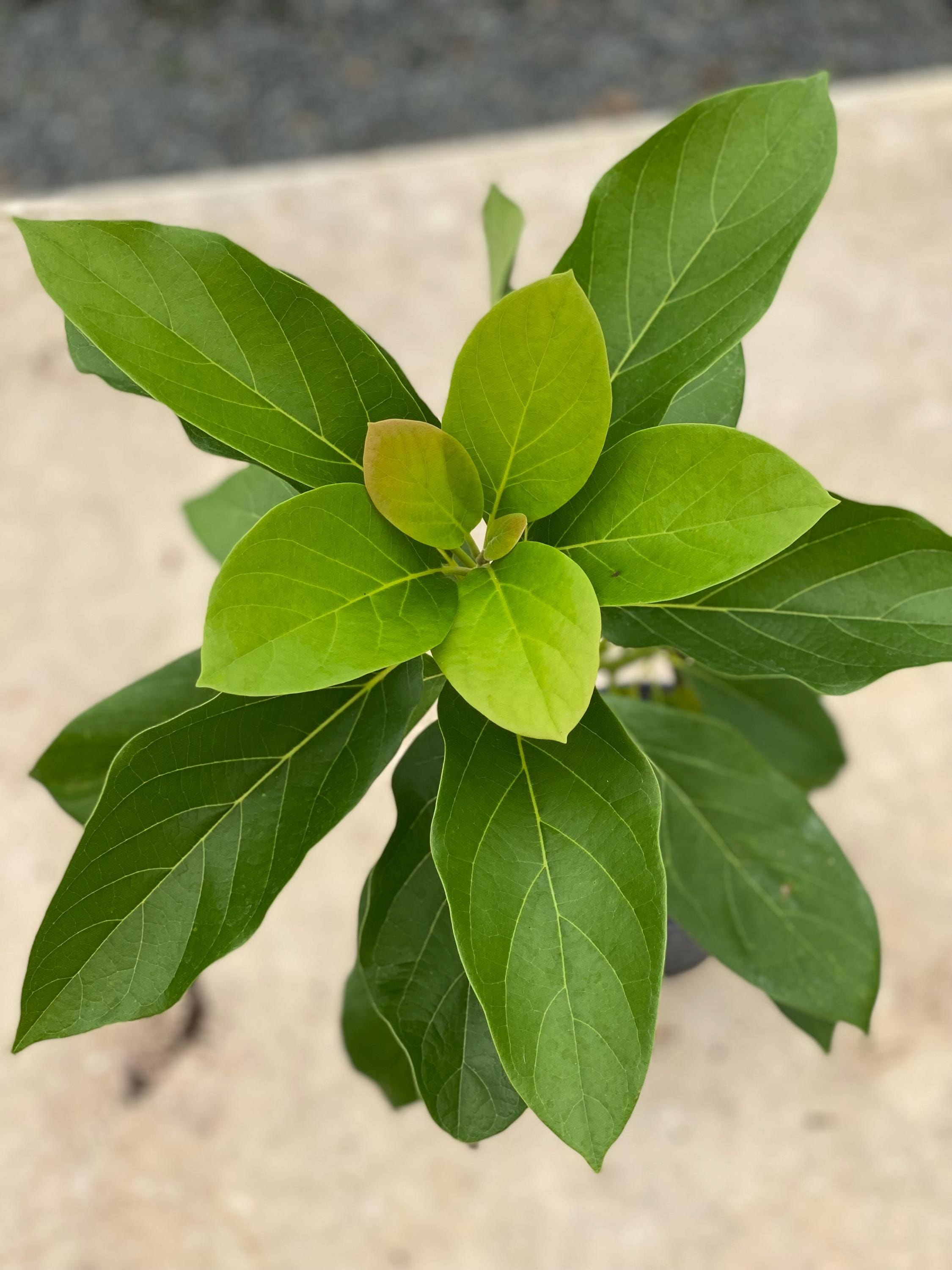 Grafted Avocado Fuerte(persea Americana)live Fruit Tree(1-2ft