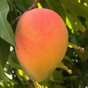 Big Grafted Edward Mango live fruit Tree (Mango Edward Injerto). (2-3ft) mangifera indica