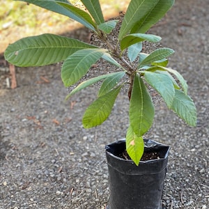 TALL Mamey Sapote (Pouteria sapota) Live Tropical Tree 2-3ft
