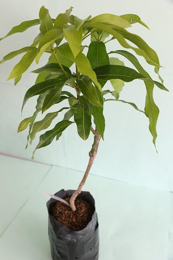 Grafted Alphonso Mango Seedling: Live Fruit Tree (2-3 Ft) - Etsy