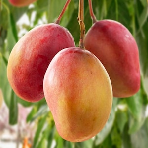 Grafted Mango Ambika (MANGIFERA) Live Fruit Tree 2ft Arbol frutal de Mango Ambika
