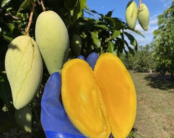 Grafted Nam Doc Mai Mango Tree: Early Fruiting Variety (3-4ft Tall)
