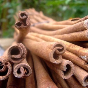 Cinnamon (Cinnamomum verum) Canela Live tropical tree (12inch-24inch)