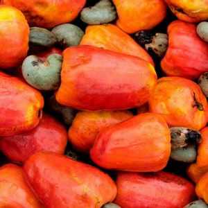 Puede incluir: Primer plano de un montón de manzanas de cajú de color rojo brillante. Las manzanas son lisas y brillantes, con un tono ligeramente amarillo en la parte superior.