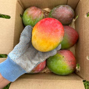 Giant Grafted mango Haden (Mangifera indica) 3-4ft Live Fruit tree mango Injertado
