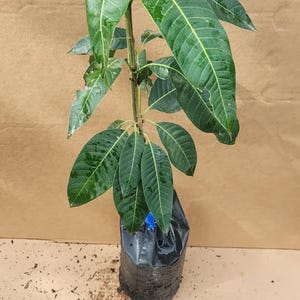 Giant Grafted  Ataulfo Mango Live Fruit Tree (3-4ft) Mangifera Indica arbol de mango Injertado
