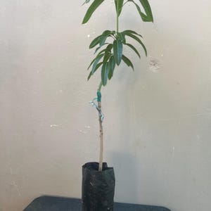 Big Grafted MANILA Mango  (mangifera Indica)Fruit Live Tree (2-3ft) Plant arbol mango Injertado