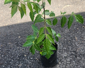 Tall Live Tropical Neem /Azadirachta indica/ Live Tree 2-3ft