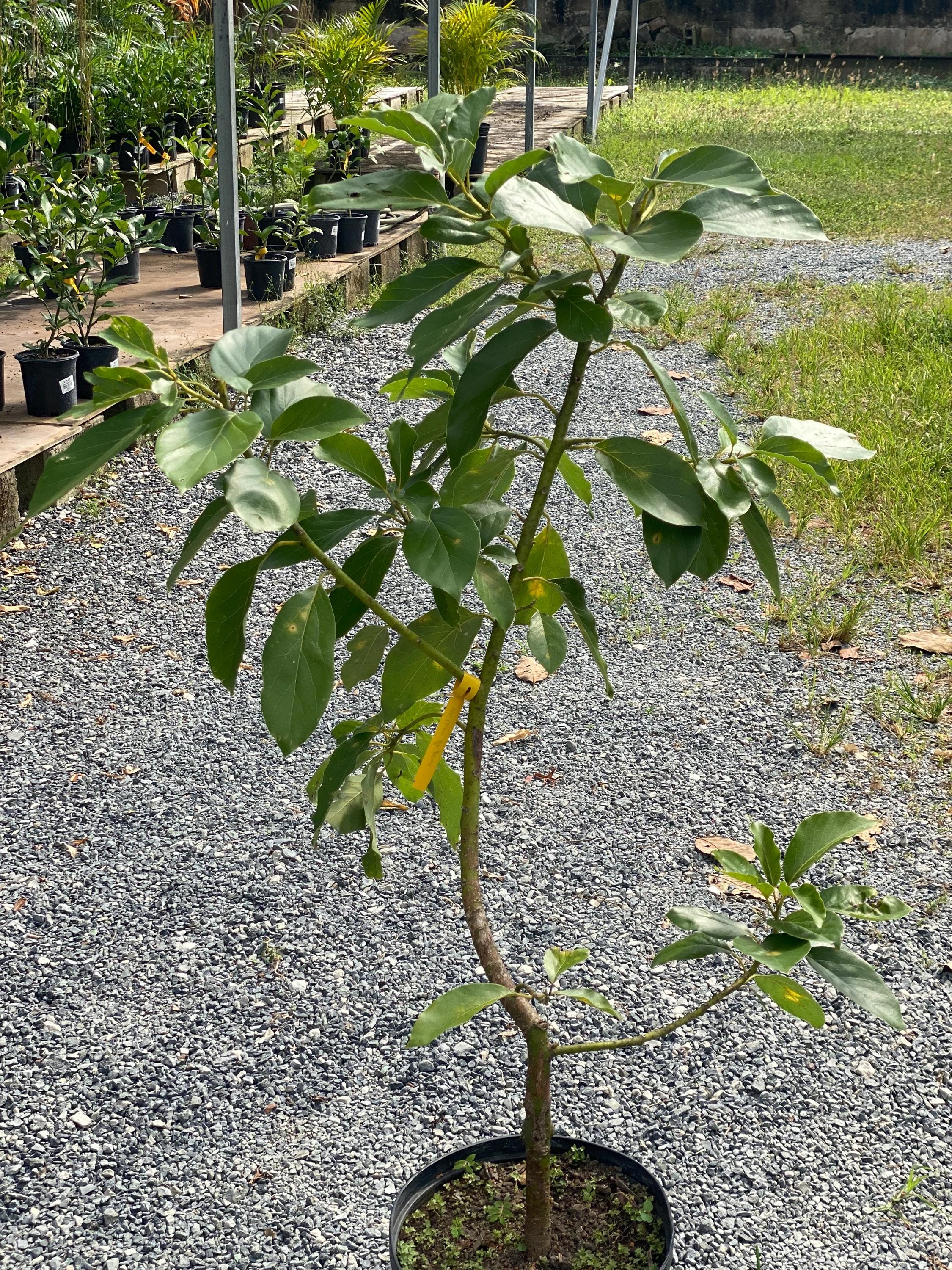 Grafted Long Neck Avocado Tree: Live Persea Americana Fruit Tree