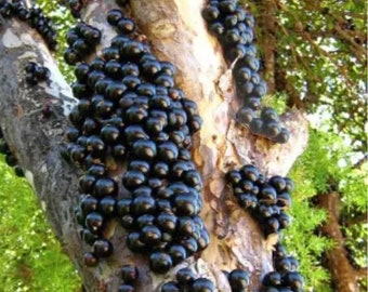 Jaboticaba Sabara Brazilian Grape live Fruit Tree Jabuticaba 14in to 20in (Plinia Cauliflora